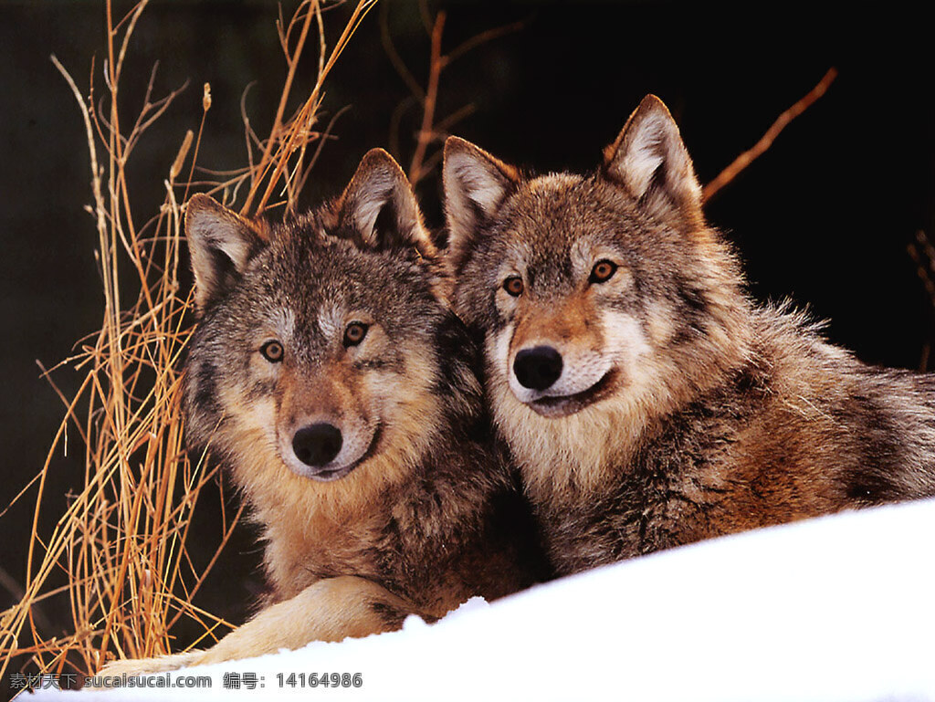 雪狼 生物世界 野生动物 动物写真 摄影图库
