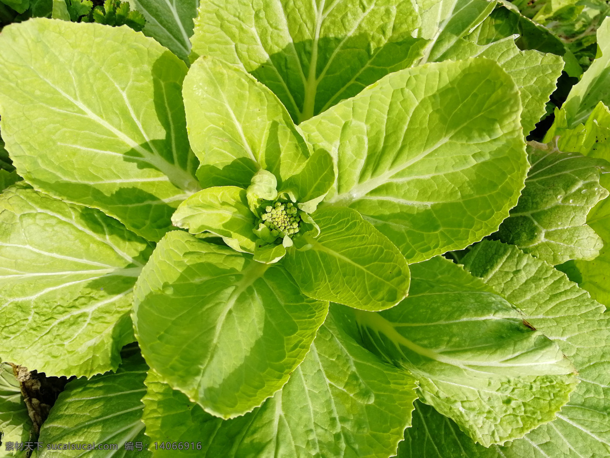 菜苔 大青菜 有机蔬菜 白菜 青菜 有机青菜 绿叶 绿色 花苞台 照片 生物世界 蔬菜