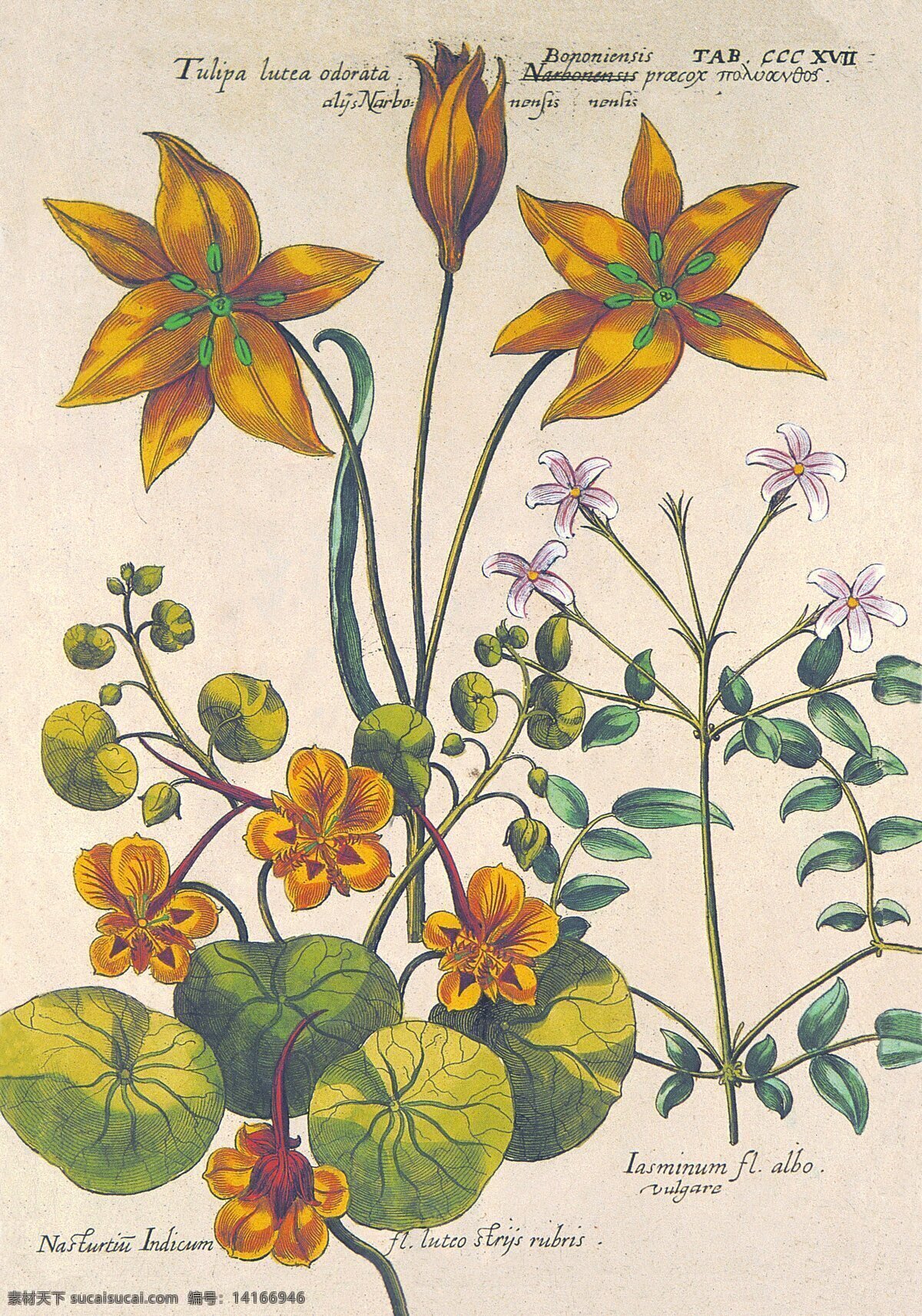 植物 花卉 油画 背景 植物花卉油画 花朵 鲜花油画 油画写生 装饰画 绘画艺术 无框画 其他艺术 文化艺术 白色