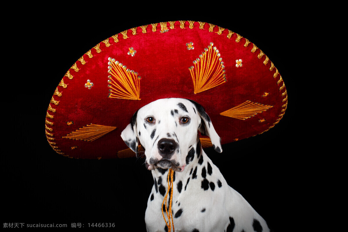 戴帽子 斑点狗 宠物狗 墨西哥帽子 草帽 动物摄影 其他类别 生活百科 黑色