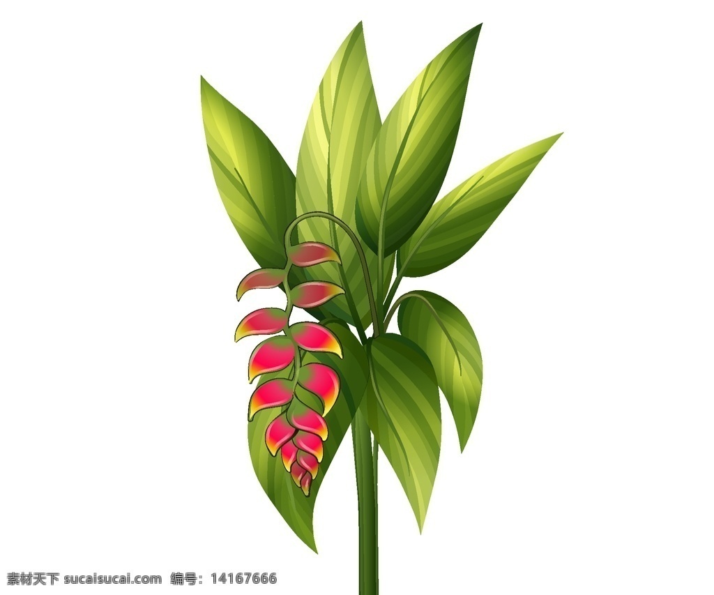 矢量植物 矢量蝎尾焦 卡通植物 花草 植物 手绘植物 元素
