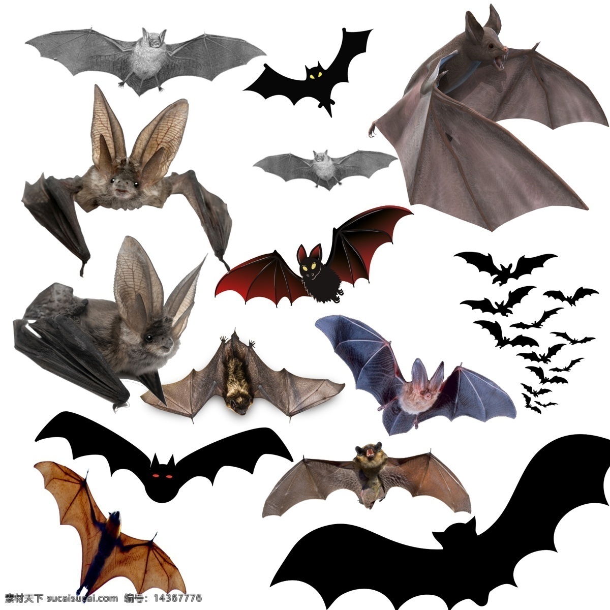 蝙蝠 免 扣 免扣 psd素材 透明底蝙蝠 生物世界 野生动物