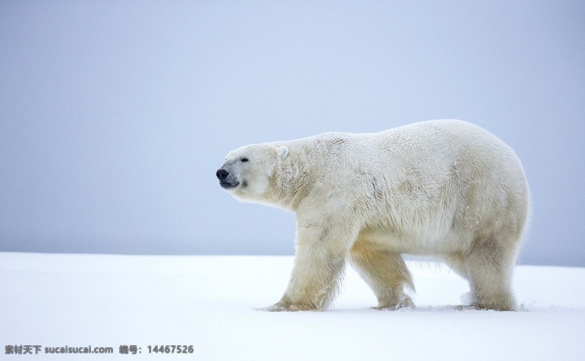 北极熊 雪地 憨态可掬 冰天雪地 毛茸茸 雪白 polar bear 阿拉斯加 生物世界 野生动物