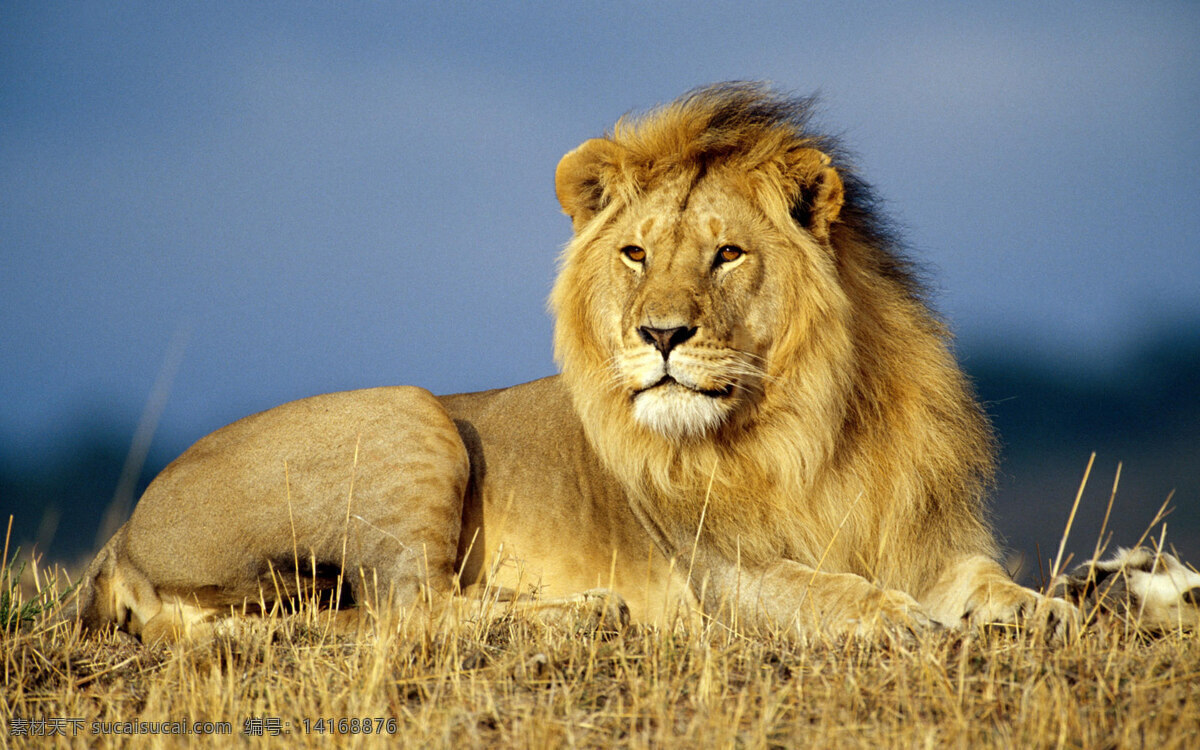狮子 动物 非洲 动物园 野外 探险 生物世界 野生动物