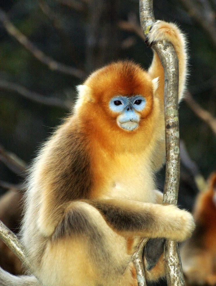 金丝猴 动物 保护动物 动物园 觅食 哺乳动物 野生动物 生物世界