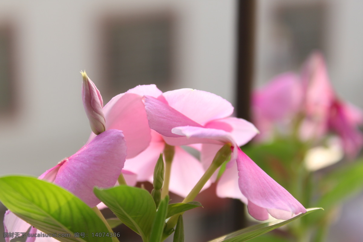 阳光 下 五 辫 梅 植物花草 生物世界