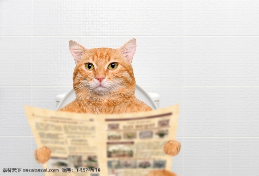 看报纸的猫 猫咪 动物 猫 猫素材 动物素材 小猫 猫咪摄影 宠物猫 生物世界 家禽家畜