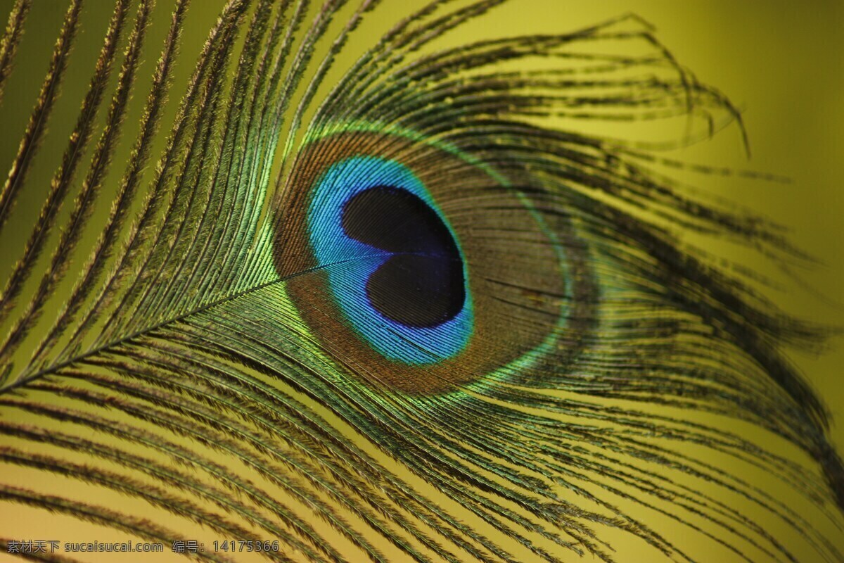 孔雀 孔雀羽毛 羽毛 绿孔雀 羽毛背景 生物世界 其他生物
