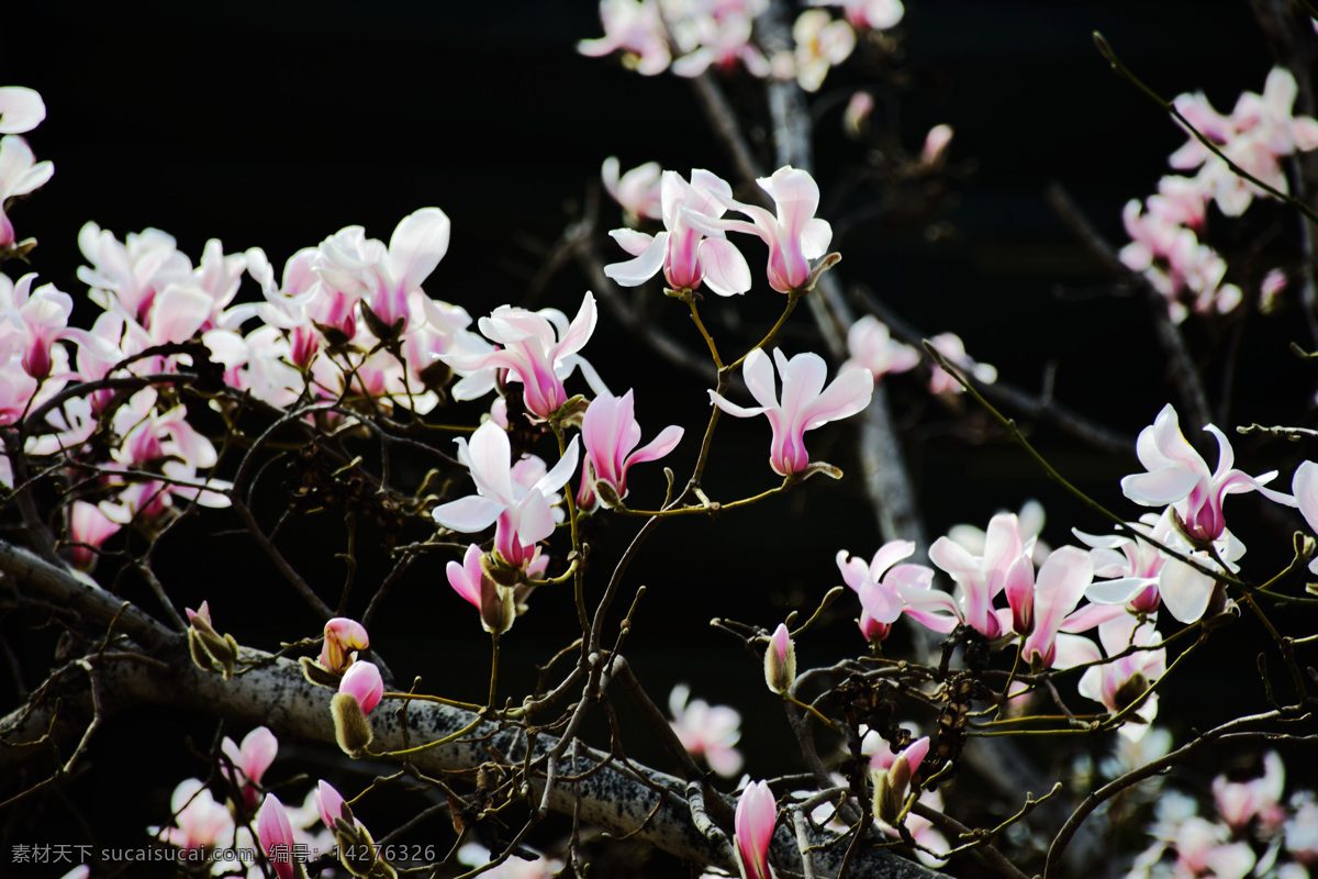 玉兰花 粉色 花朵 春天 开放 生物世界 花草