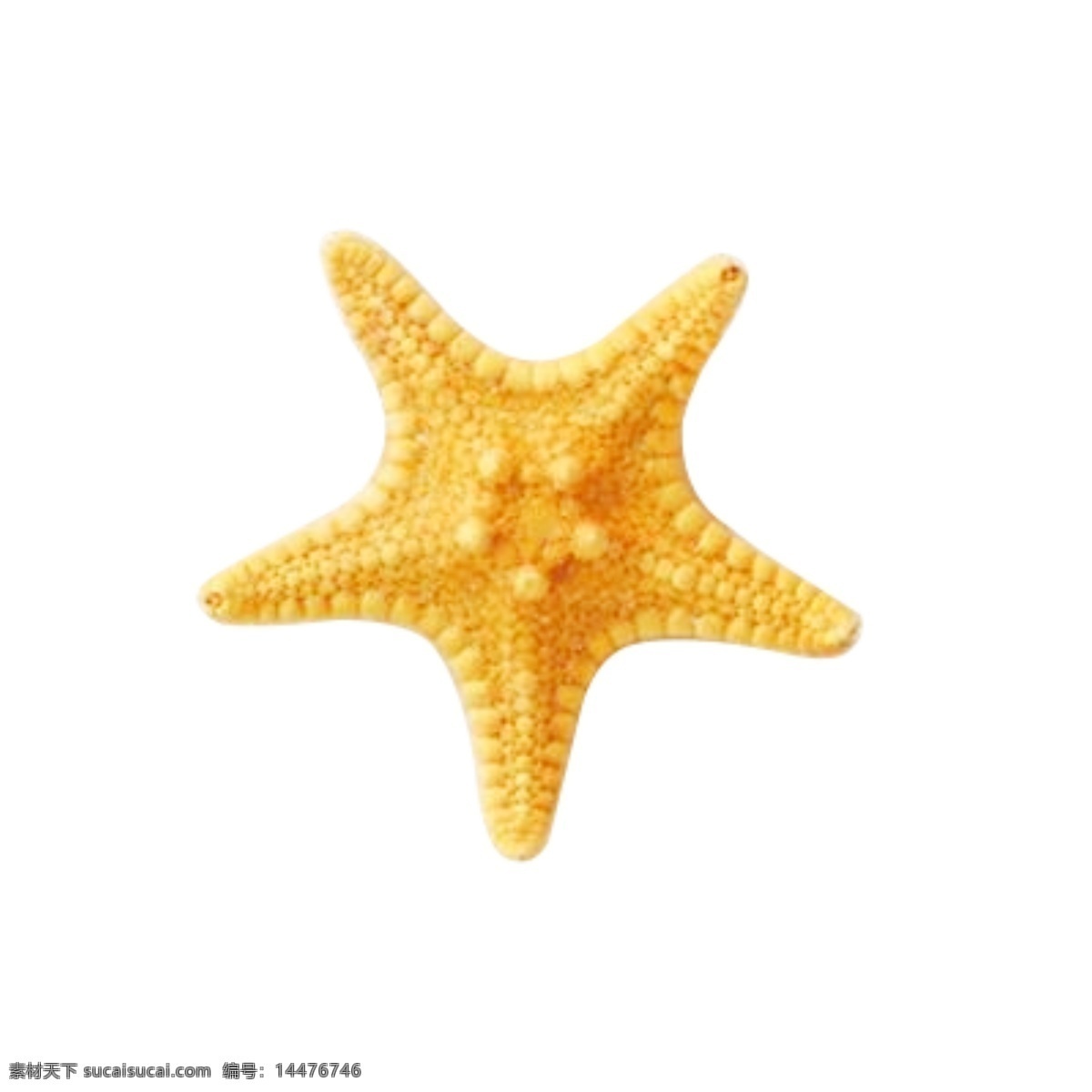 海星 夏日 沙滩 贝壳 漂流 海螺 金黄色 旅游 太阳镜 三亚风景 海滩 素材图
