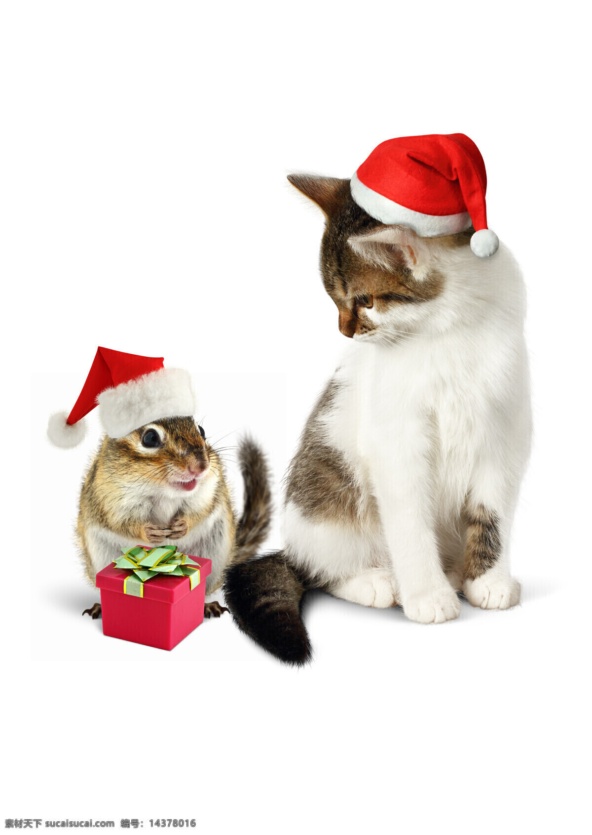 礼物 盒 圣诞 小猫 可爱猫 宠物猫 猫咪 动物 动物世界 猫咪图片 生物世界