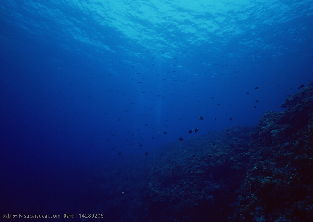 海底 海底世界 海水 海洋 海洋生物 海藻 潜水 珊瑚 底世界图片 自然风景 自然风光 自然景观 各种鱼类 摄影图库 生物世界