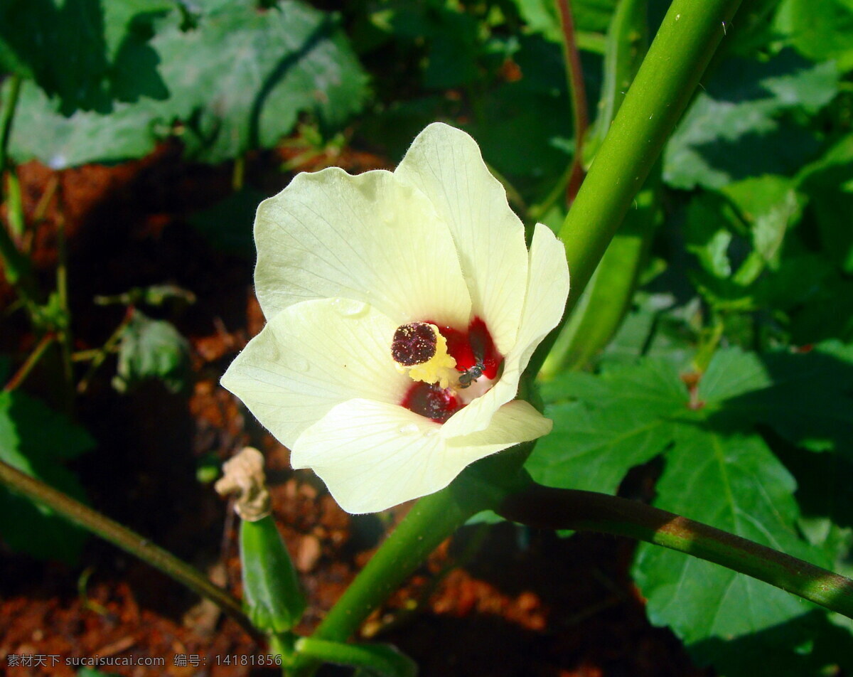 高清 黄秋 葵花 黄秋葵 咖啡黄葵 秋葵 秋葵花 黄色花朵