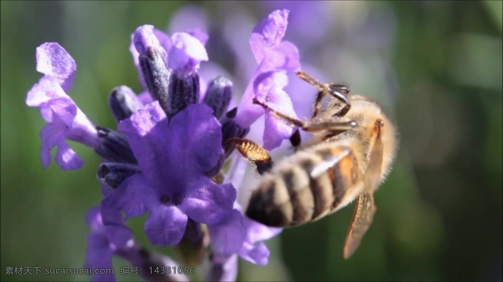 视频背景 实拍视频 视频 视频素材 视频模版 蜜蜂 采 蜜 蜜蜂视频 采蜜视频