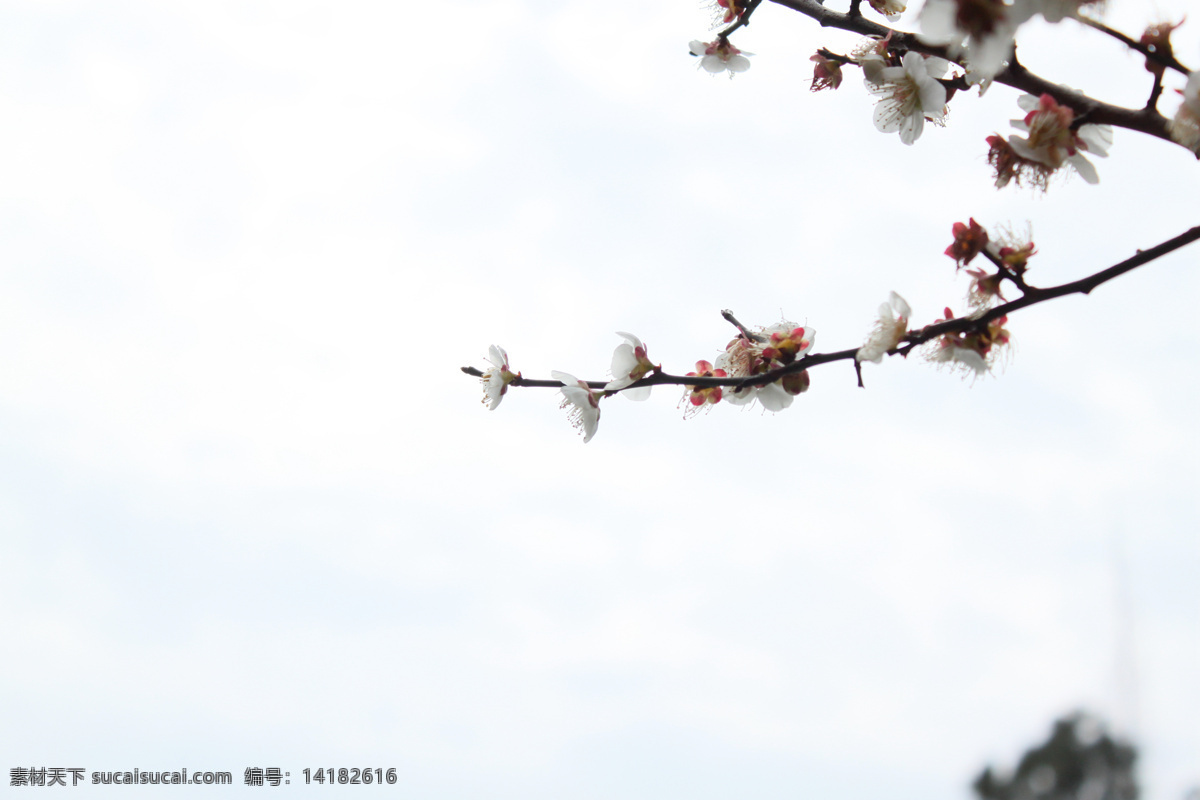 白梅 梅花 梅枝 美 花 自然景观 自然风景