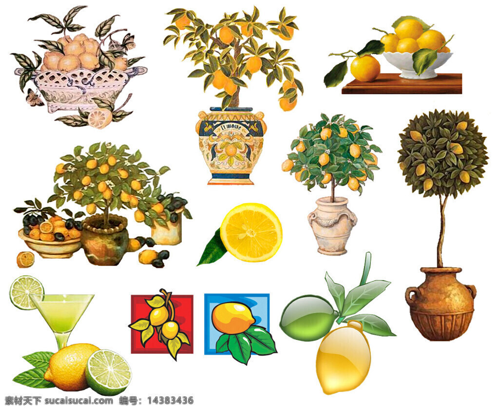 盆栽 柠檬 树 柠檬汁 柠檬树 花盆 图标 蔬菜图片 餐饮美食