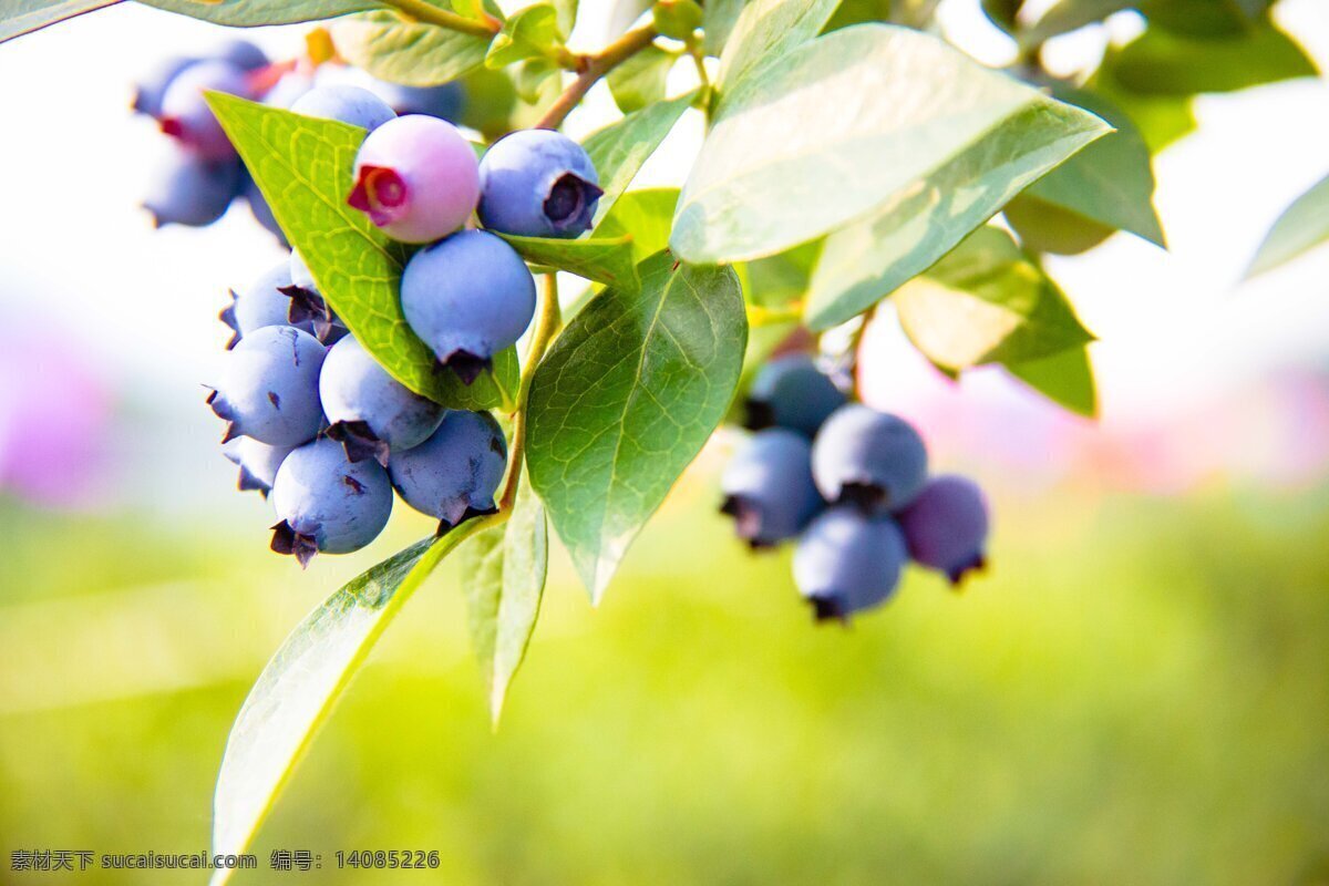 蓝莓 果园 照片 风景 树木 白云 穿岩十九峰 新昌 自然景观 田园风光