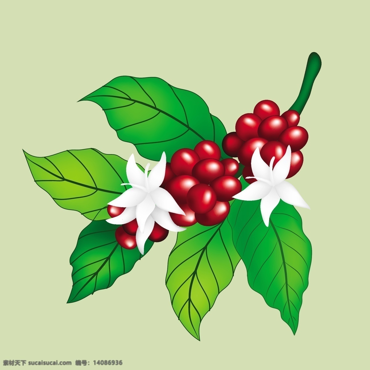 绿色 咖啡 植物 花朵 矢量 背景 红色咖啡 绿色植物 咖啡花 咖啡花朵 绿叶 矢量背景