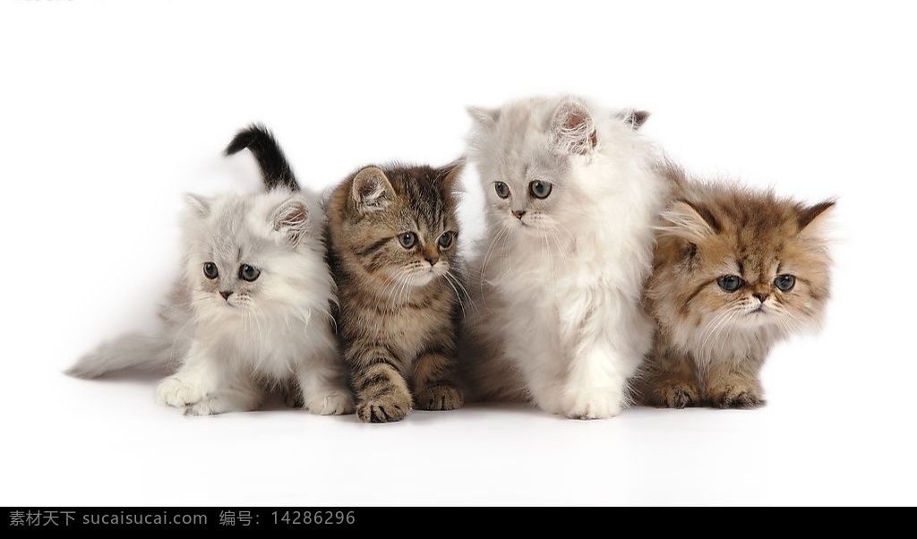 可爱的小猫 小动物 宠物 生物世界 家禽家畜 摄影图库