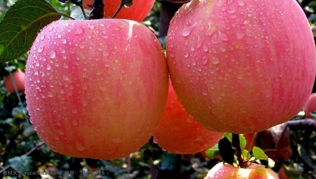 红富士 庆阳苹果 宁县苹果 带水珠的苹果 生物世界 水果