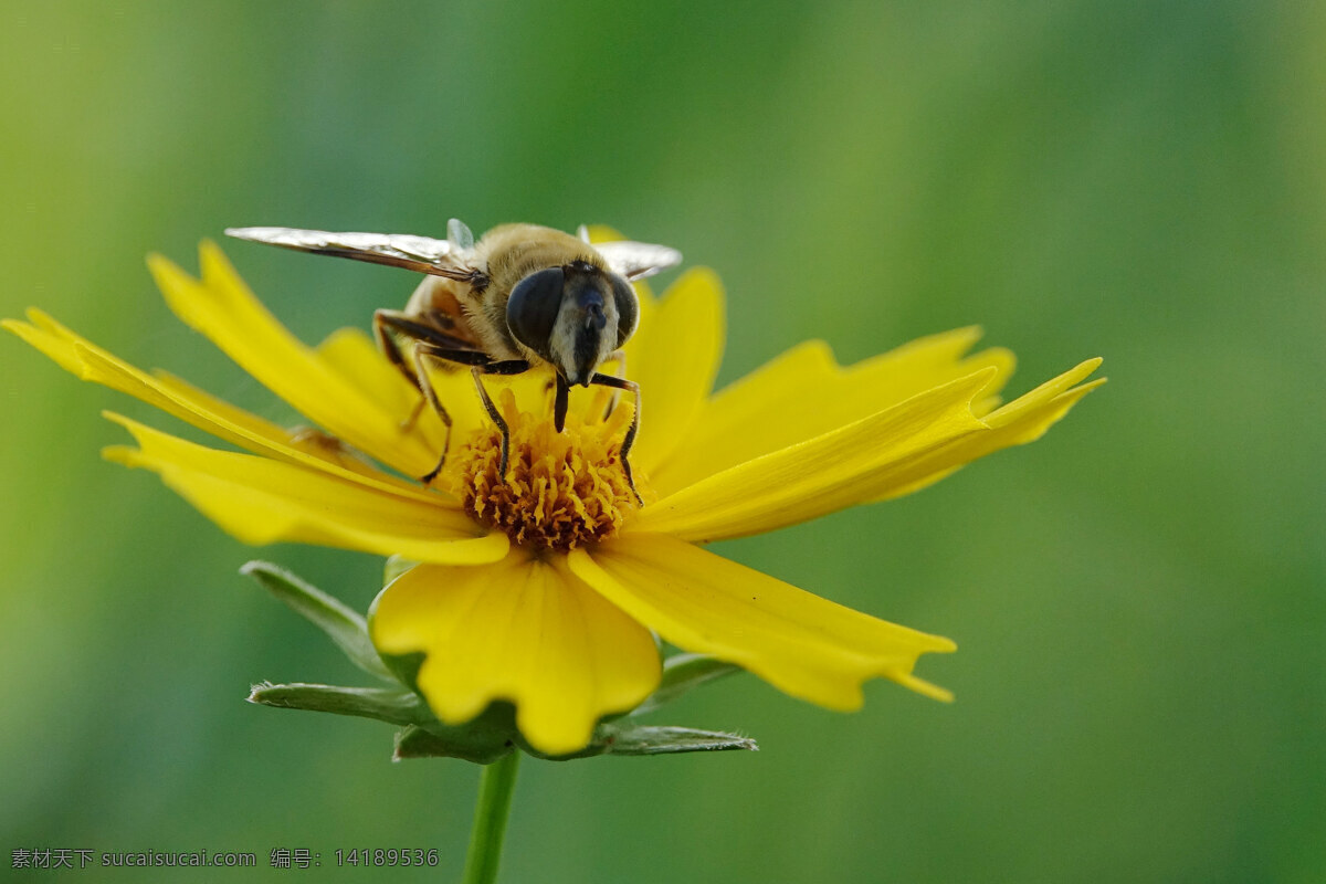 勤劳的蜜蜂 蜜蜂 采蜜忙 车矢菊 花中蜜蜂 勤劳 原创 微距 生物世界 昆虫