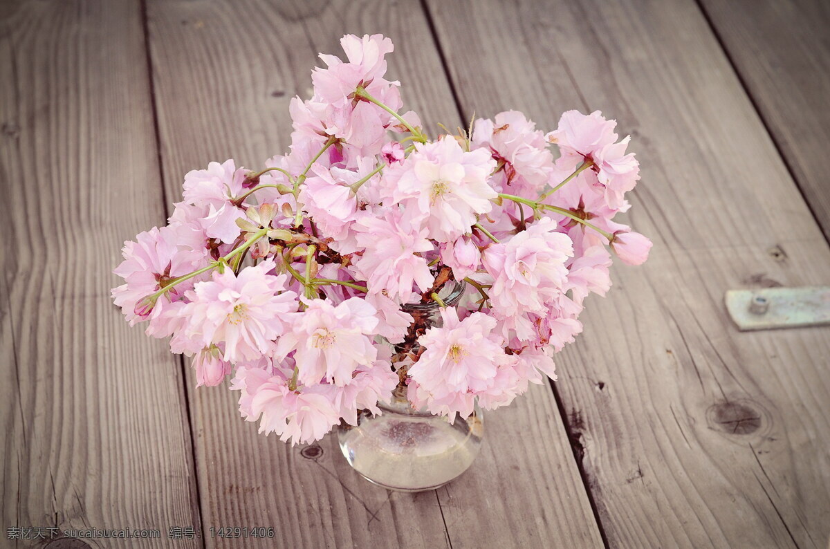粉色 樱花 高清 粉色樱花 粉花 樱花插花 粉色花朵