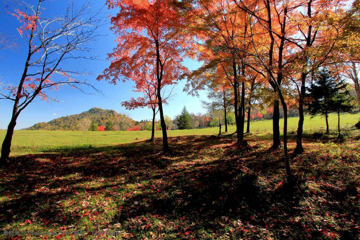 美丽 红叶 树 风景 高清 红叶树 叶子 树林 山丘 落叶