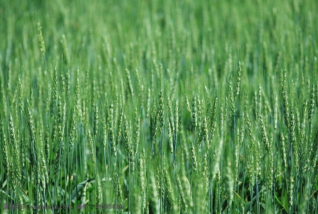 小麦 农作物 粮食作物 经济作物 生物世界 其他生物