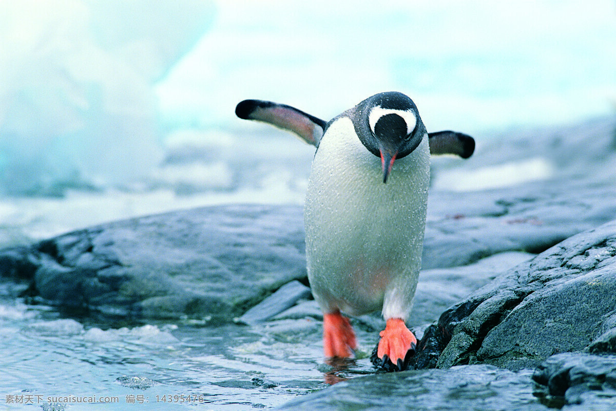 支 棱 翅膀 可爱 企鹅 高清 野生动物 北极企鹅 笨拙 奔跑 有趣 生物世界