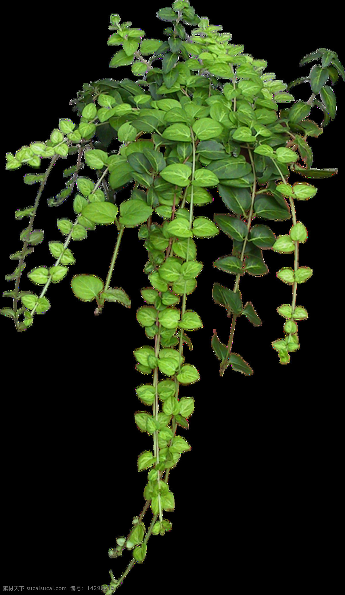 墙壁 装饰 绿叶 透明 植物 垂吊 绿色 免扣素材 树叶 透明素材 叶片 装饰图片