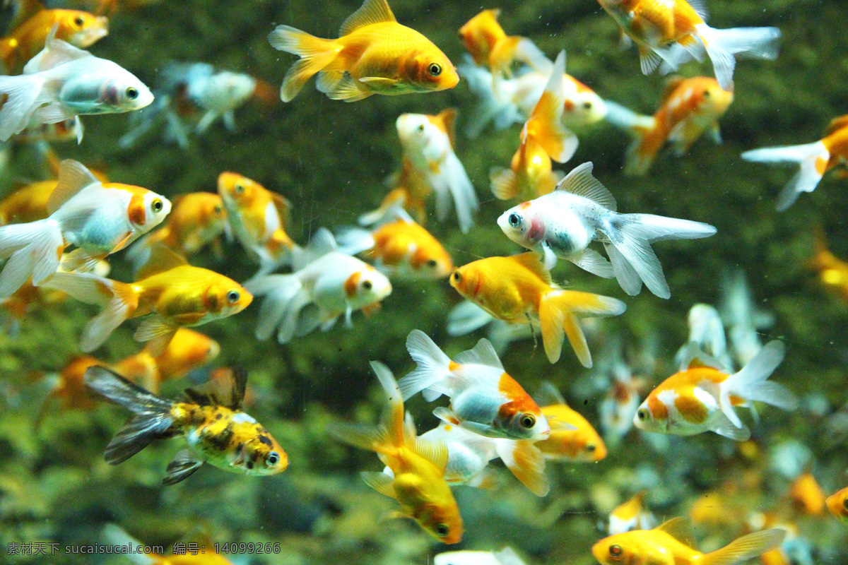 金鱼 carassius auratus 金鲫鱼 鲫鱼 gold fish